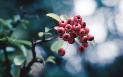 Should I Get a Flu Shot?